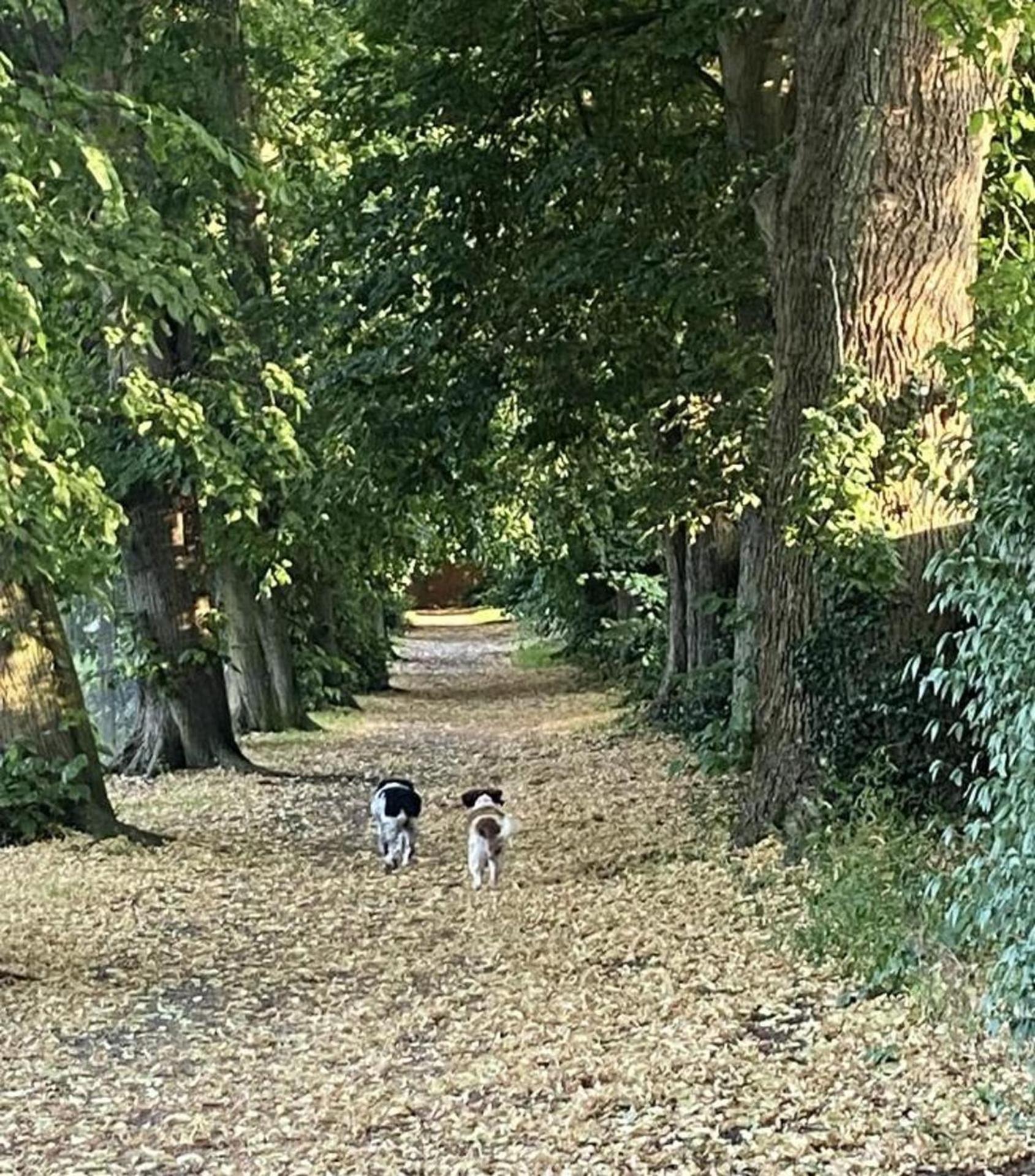 Cosy Dog Friendly Self Contained With Parking Apartment